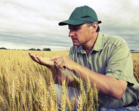 Wheat farmer